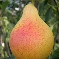 Саженцы груши Любимица Клаппа