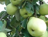 Саженцы яблони Антоновка