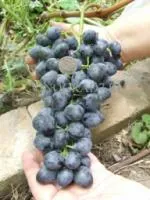 Саженцы винограда Версаль