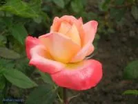 Саженцы розы Амбассадор