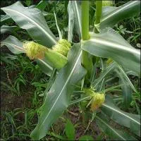 Семена кукурузы Солонянский 298 СФ