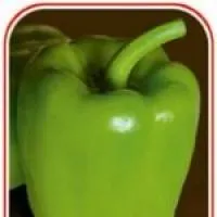 Зеленый перец «Кандиль Долма» (Турция)