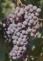 Саженцы морозоустойчивого винограда Фронтиньяк Гри