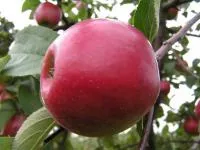 Саженцы яблони Коваленковское