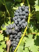 Саженцы винограда Молдова ранняя (Наталя)