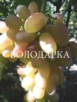 Саженцы винограда Юлиан