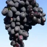 Саженцы винограда Кадрянка