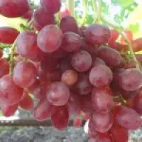 Саженцы винограда Велес