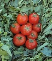 Семена томатов Топспорт