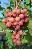 Саженцы винограда Гурман ранний