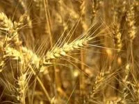 Семена пшеницы озимой Лесная песня