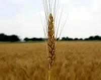 Насіння пшениці Відрада