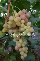 Саженцы винограда Тасон