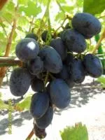 Саженцы винограда Руслан