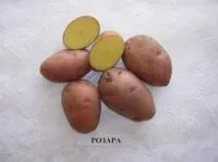 Семена картофеля Розара