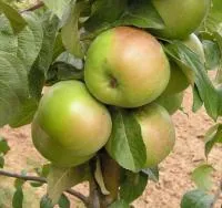 Саженцы яблони Белана