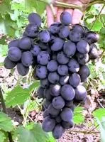 Саженцы винограда Кубань