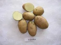 Семена картофеля Удача