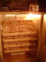 Инкубатор автоматический на 500 яиц