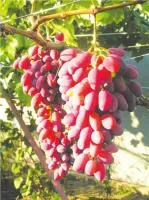 Саженцы винограда Зарево