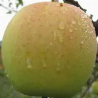 Саженцы яблони Голден Делишес Рейнджерс 1 год