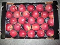 Оптовая продажа яблок и замороженных продуктов из Польши