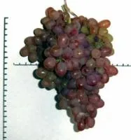 Саженцы винограда кишмиш Аксайский