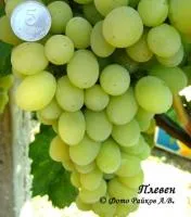 Саженцы винограда Плевен устойчивый