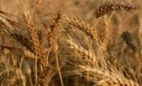 Насіння пшениці Поліська 90