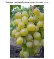 Саженцы винограда Бастардо