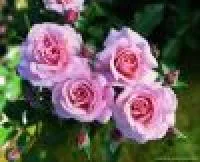 Саженцы розы Флорибунда
