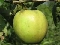Саженцы яблонь Голден резистент