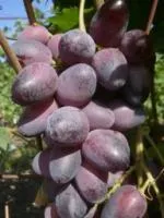 Саженцы винограда Красотка