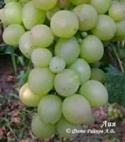 Саженцы винограда Лия