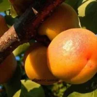 Саженцы абрикоса Дима