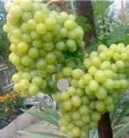 Саженцы винограда Русмол
