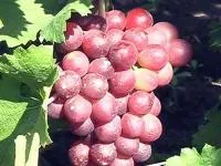 Саженцы винограда Кадинал