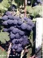 Страшенский виноград