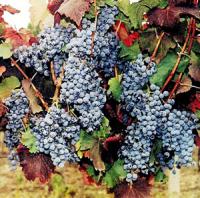 Саженцы винограда Одесский Черный