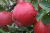 Саженцы яблони Хоней Крисп «Honeycrisp», «Лигол»