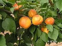 Саженцы абрикоса"Погремок"