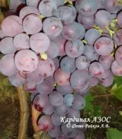 Саженцы винограда Кардинал Азос