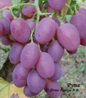 Саженцы винограда Рута