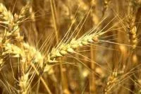 Пшеница озимая Задумка одесская