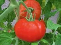 Семена томатов Полонез