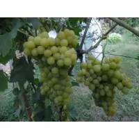Саженцы винограда Мускат Мраморный