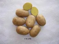 Семена картофеля Скарб