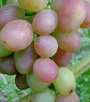 Саженцы винограда София