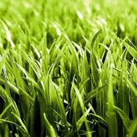 Семена травы газонной Агроном