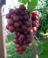 Черенки винограда Нина